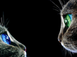 Cats.jpg