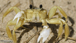 crab.jpg