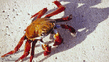 crab_1.jpg