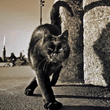 Street_cat.jpg