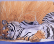 Tiger.jpg