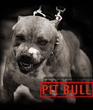 PITBUL.jpg