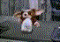Gizmo.gif