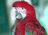 parrot1.jpg