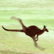 00040.gif