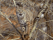 Bobcat_in_Tree.jpg