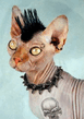 Punky_cat.jpg