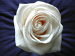 White_Rose.jpg