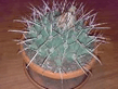 cactus.jpg