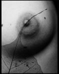 ID 531995 .jpg