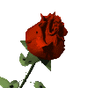 роза.gif