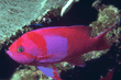 I209084.jpg