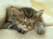 КОТЕНАК))