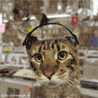 13058.gif