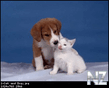 Cat_and_Dog.jpeg