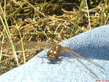DSC00146.jpg