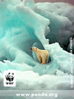 Polar Bear.jpg