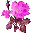 Розовая_роза_7590727.gif