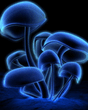 Pic_035.jpeg