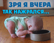 нажрался.gif