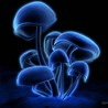 12806_prev_98.jpg