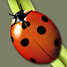 13714_prev_98.jpg