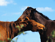 horse_love.jpg