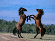 standing_horses.jpg