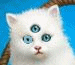 32704.gif