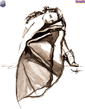 hermelin_os_jj_039_tender.jpg