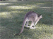 kangaroo.gif