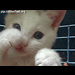 kittyclub75.gif