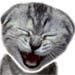 meow6.gif