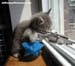 catgun.jpg