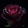 3204a04a3d73520e099a3802c3e78a84.gif