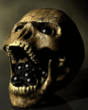 cherep.gif