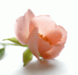 43f57872f4ce69c064234c83f7b7e328.gif