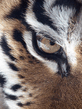 Amur_Tiger_Panthera_altaica.jpg