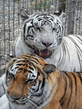 two_tigers.jpg