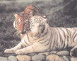 Two_Tigers.jpg