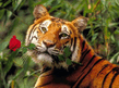 Tigr.jpg