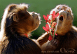 16012001120343Monkeys_1_.jpeg