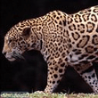 animalsD.jpg