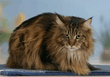 maine_coon_06.jpg