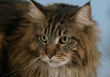 maine_coon_07.jpg