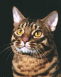 ocicat_01.jpg