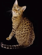 ocicat_02.jpg