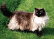 ragdoll_colourpoint_08b.jpg