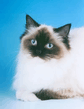 ragdoll_mitted_03.jpg