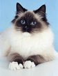 ragdoll_mitted_04.jpg